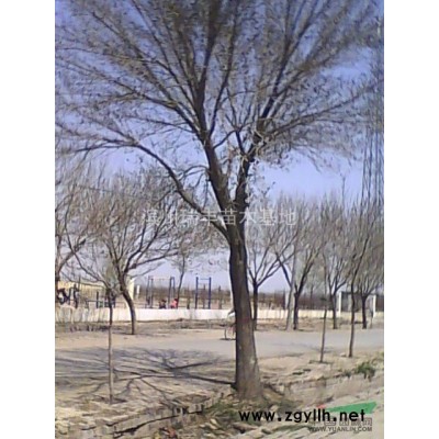销售10公分--40公分大树