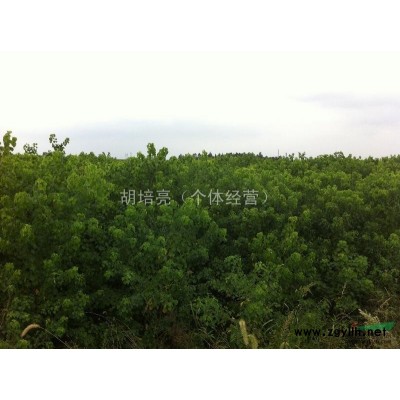个人供应3年2-3公分红叶乌桕量大低价！