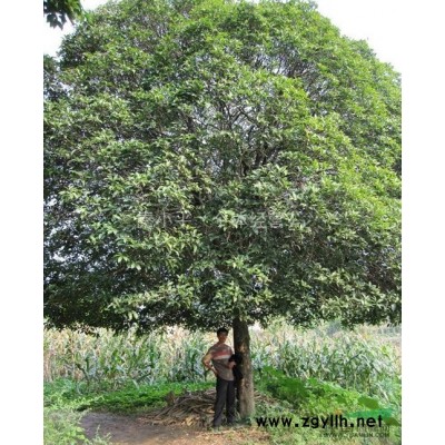 供应各种绿化树【桂花，香樟，罗汉松，等】