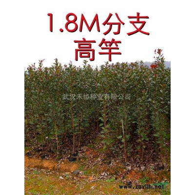 四川 大红花 紫薇