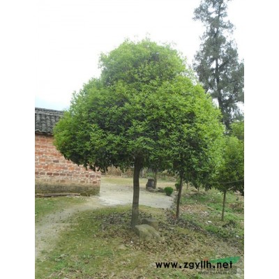 广西桂林苗圃7cm桂花树出售