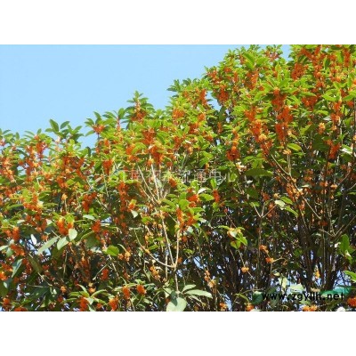 供应早红双季丹桂