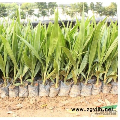 生产各种绿化小苗、造林苗、及各种珍稀小苗木