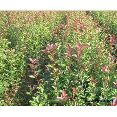 *实惠紫薇批发/安徽*实惠紫薇