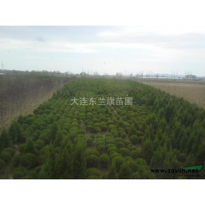 供应金叶复叶槭7、金叶白蜡6、红宝石海棠5-6蜀桧2-3米