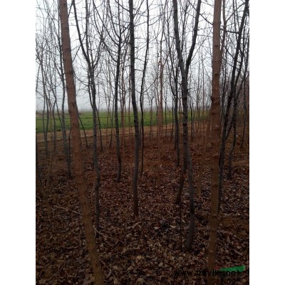 河南营养钵袋湿地松