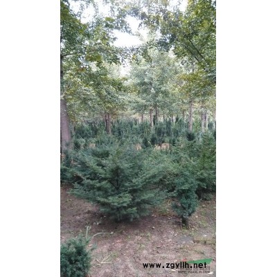 米径15-30公分银杏苗