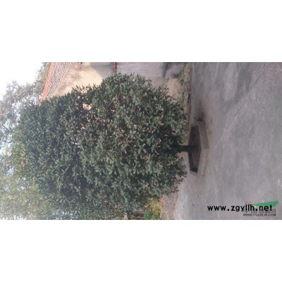 安徽地区精品大桂花15-25cm单杆榔榆朴榆5-40棕榈8米