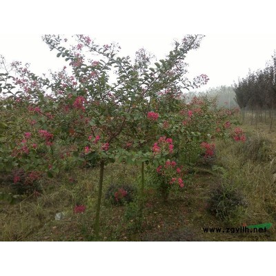 现有各类红叶石楠球、树
