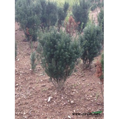 处理南方红豆杉1-4公分21万株