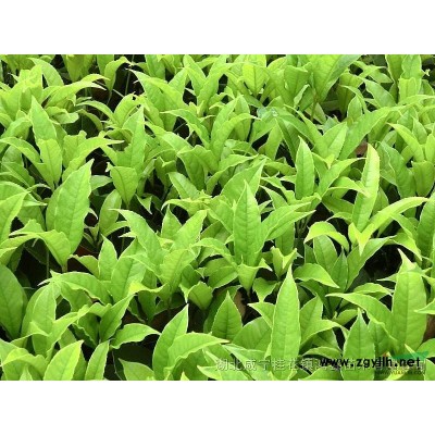 【特价】湖北桂花苗超低价格批发，品种纯正！成活率高！