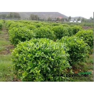 湖南桂花树，湖南丹桂，桂花小苗，月月桂，四季桂，八月桂，金桂