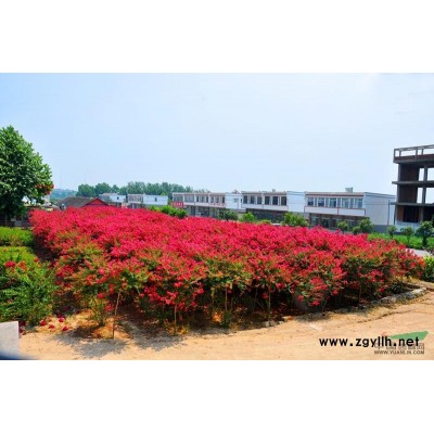 【北平紫薇】平津战役军官家传珍贵“紫薇花”苗木，*次推向市场