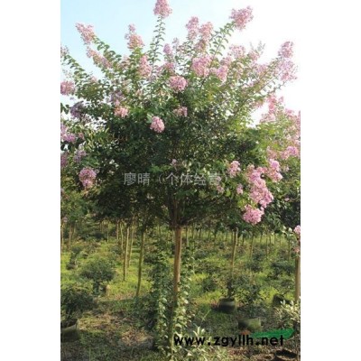 供应樱花 成都万树园林长期供应樱花小苗 樱花小苗价格量大从优