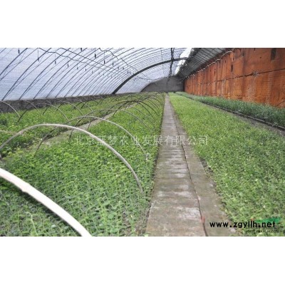 天然珍稀抗癌植物（红豆杉出售）