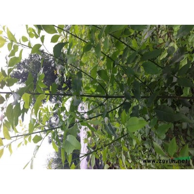 鲁蜡5号 速生国槐 速生白蜡 臭椿 樱花 柳树