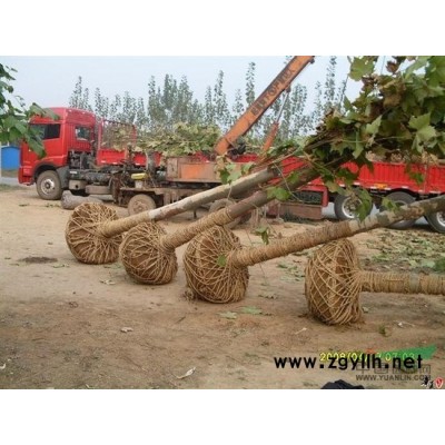 急售国槐、法桐