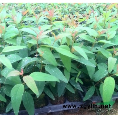 大量木菠萝苗出售（马来西亚1号）