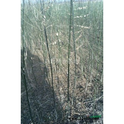 唐山古冶黄坨，出售国槐树苗，直径2-4厘米，价格便宜欲购从速