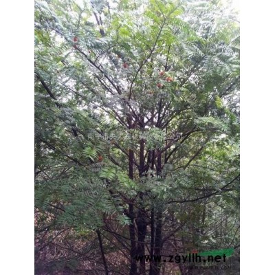 供应数十万株地径6-12公分的红豆杉绿化树