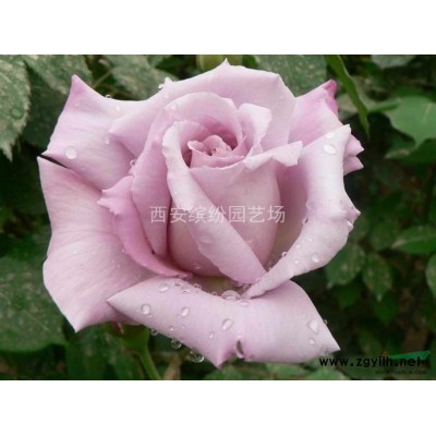 胖娃娃拐枣种苗、红拐枣种苗（**家专业繁育单位）