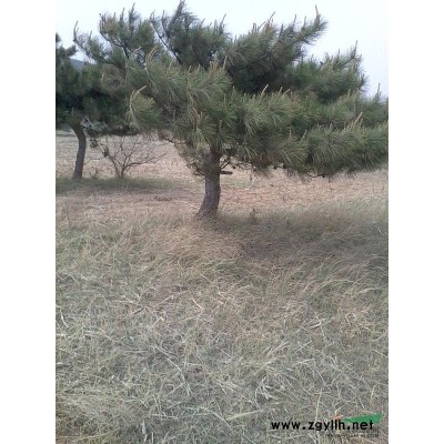 景春林业主营东北各种松树产品，尖松，平顶珍稀树种大型树木等