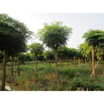 广东中山供应幌伞枫