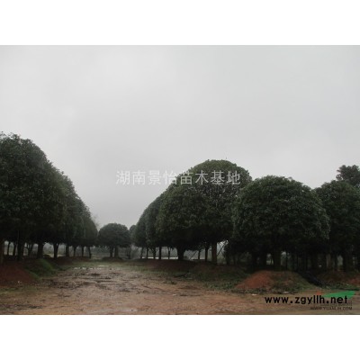 绿化苗木，工程用苗，农户家直供