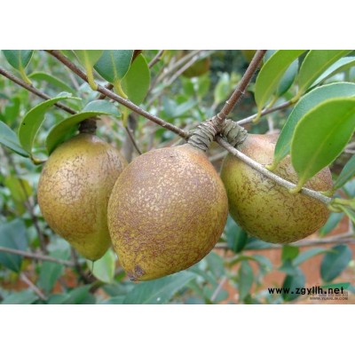 高产油茶苗,江西油茶苗价格,油茶树品种