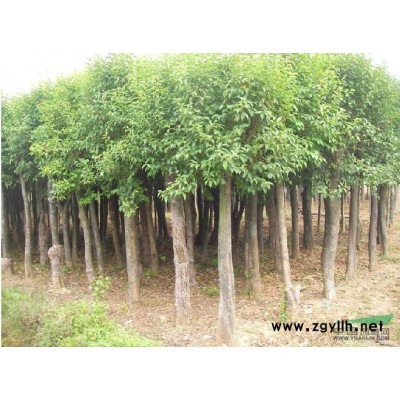 常年供应草坪，紫叶李，紫薇，栾树，金叶女贞等苗木。