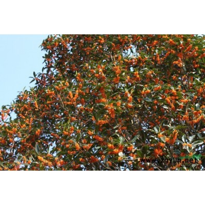 桂花福建浦城丹桂四季桂八月桂红豆杉罗汉松苗木等