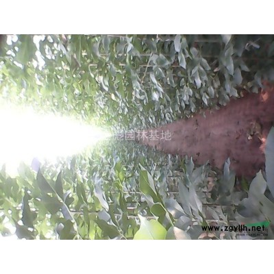 法桐小苗，白蜡小苗，国槐小苗柳树小苗，栾树小苗