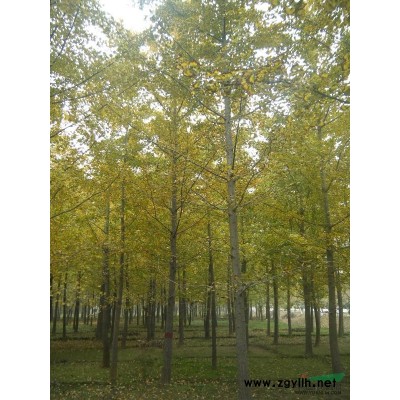 【供应大量】桂花