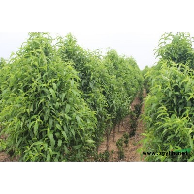 山东青岛莱西供应大量龙柱碧桃及其他花卉树木