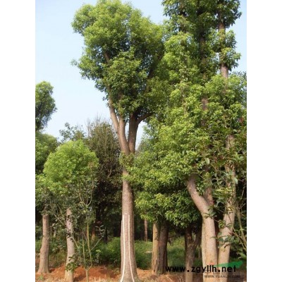 供应河南香樟树江苏香樟树湖北香樟树湖南香樟树