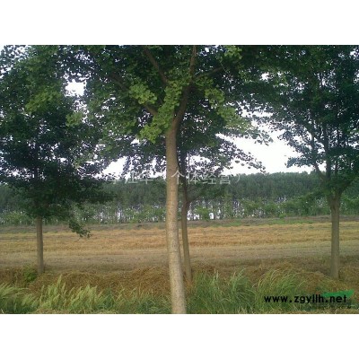 银杏树白果树 供应