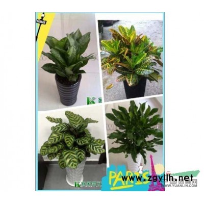 广州花木出租公司广州客家园艺绿化租摆公司广州租花公司