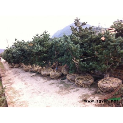 批发大型毛坯五针松 松大板松