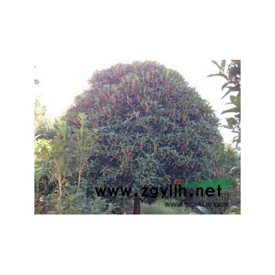 丹桂2.5米，3米，4米冠幅大树