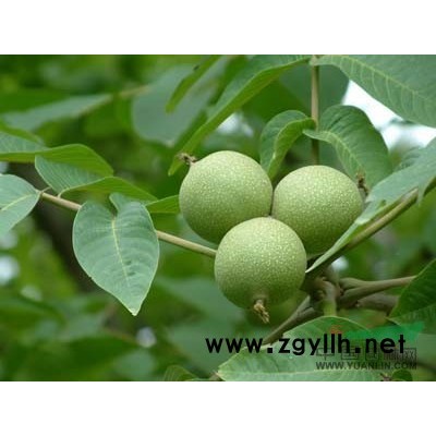 核丰核桃苗，批发核桃苗—潍坊绿湖核核桃苗