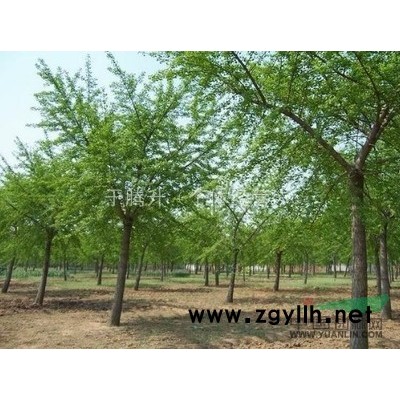 14cm银杏实生树销售