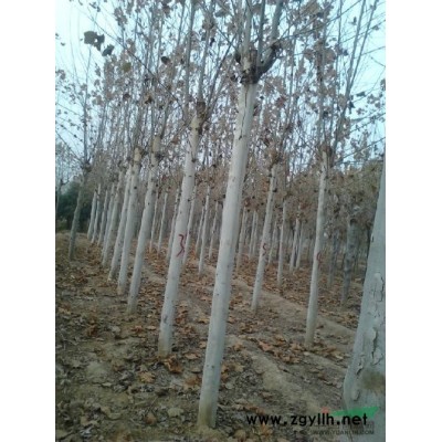 速生法桐速生白蜡速生国槐苗北栾苗