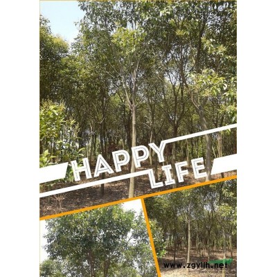 常年供应精品香樟树