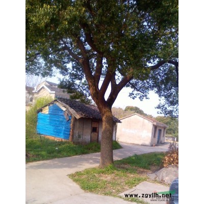 优价供应广玉兰