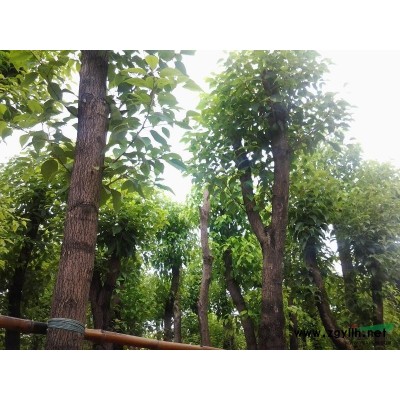 大量供应10--50公分樟树