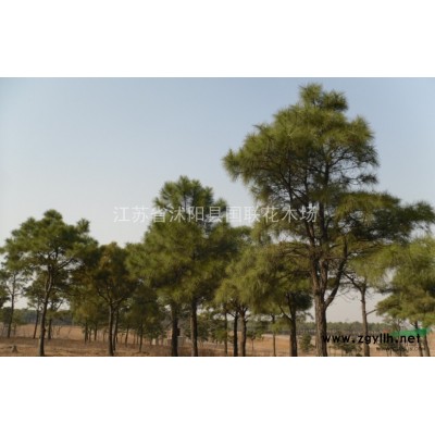 专业供应胸径15--22以上公分油松、黑松。