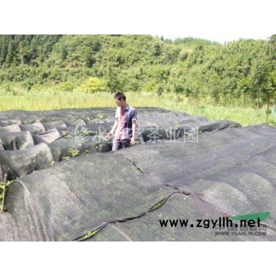 江西九江修水县幕阜山脉纯野生二**保护植物神茶青钱柳小树苗