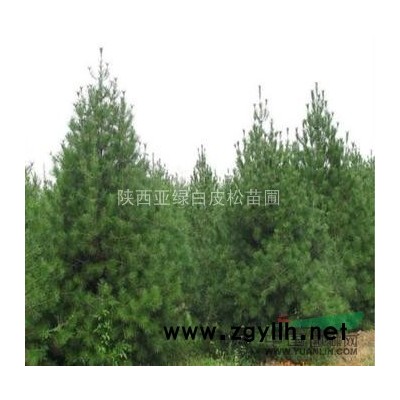 *10%出售1米优质白皮松