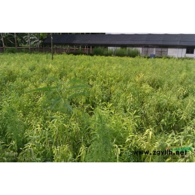 黄花梨苗 黄花梨苗 黄花梨树苗