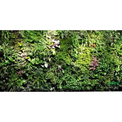 临沂苗木基地红叶碧桃紫叶碧桃龙柱碧桃50万大小规格苗